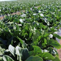 150214　ネット職員産地訪問 003